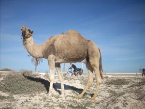 Tunisie