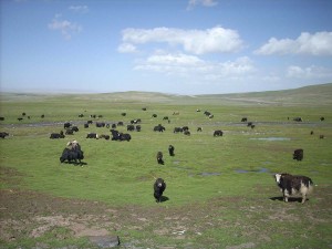 Chine (Xinjiang et Qinghai)