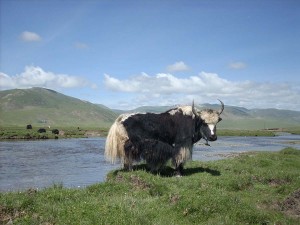 Chine (Xinjiang et Qinghai)