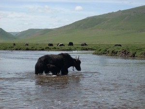 Chine (Xinjiang et Qinghai)