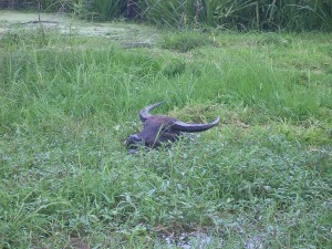 Cambodge